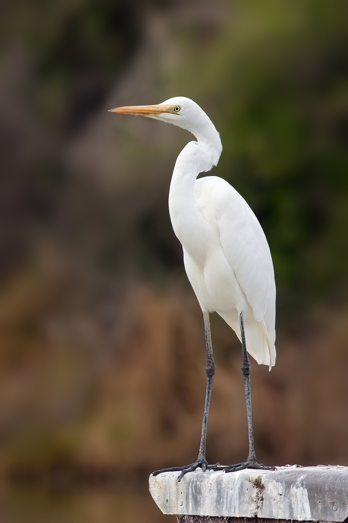 Great Egret, the bird Belhakki Gudlu is named after