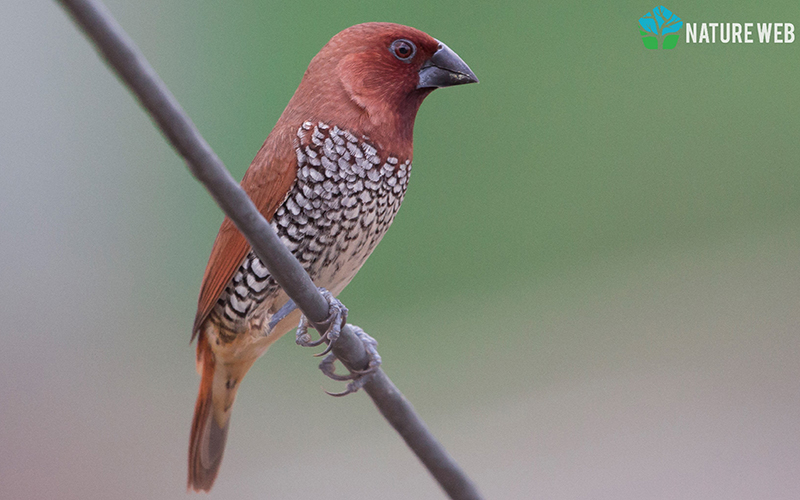 Scaly-breasted Munia, the bird Chittakki Gudlu is named after